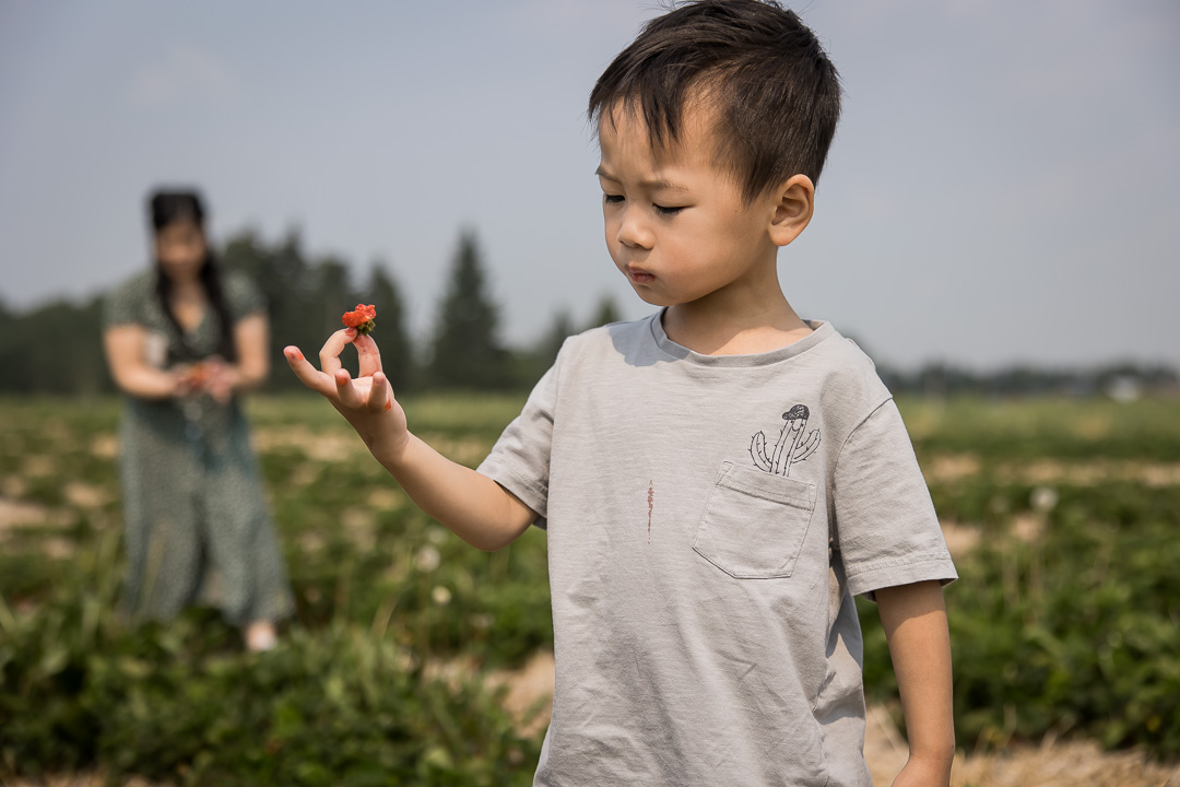 Checking out a freshly picked strawberry during family photo session by Paper Bunny Studios Edmonton