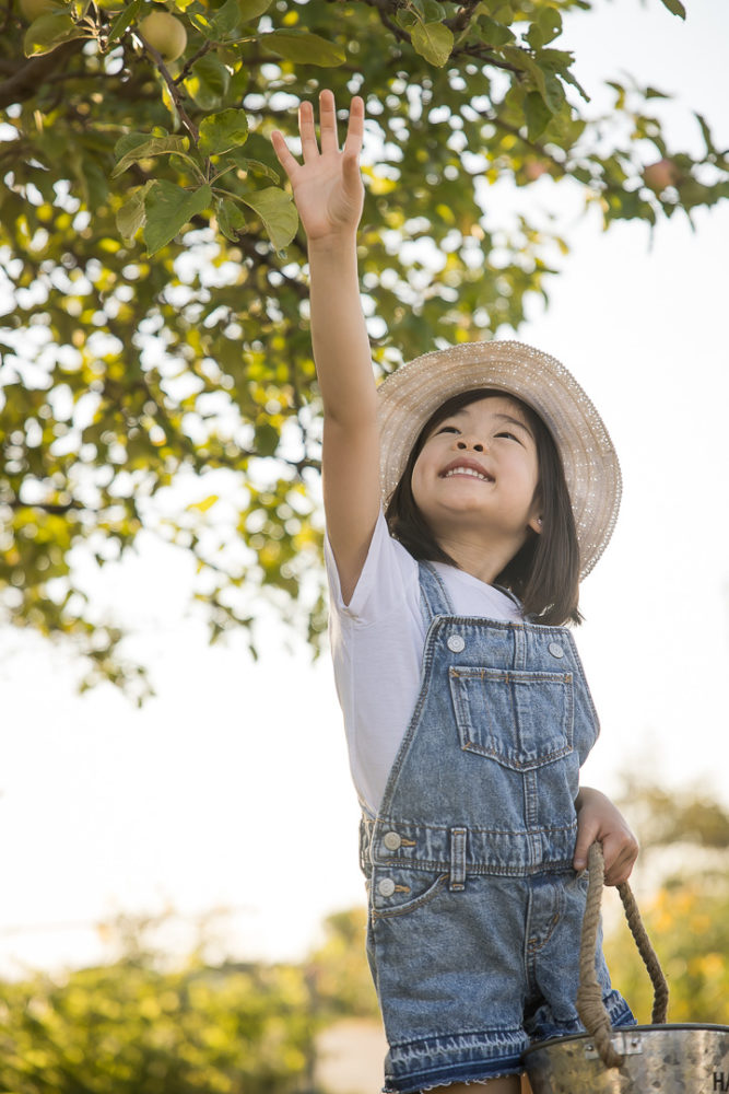 Edmonton Fall family photos in apple orchard - documentary family photos of kid reaching for an apple by Paper Bunny Studios