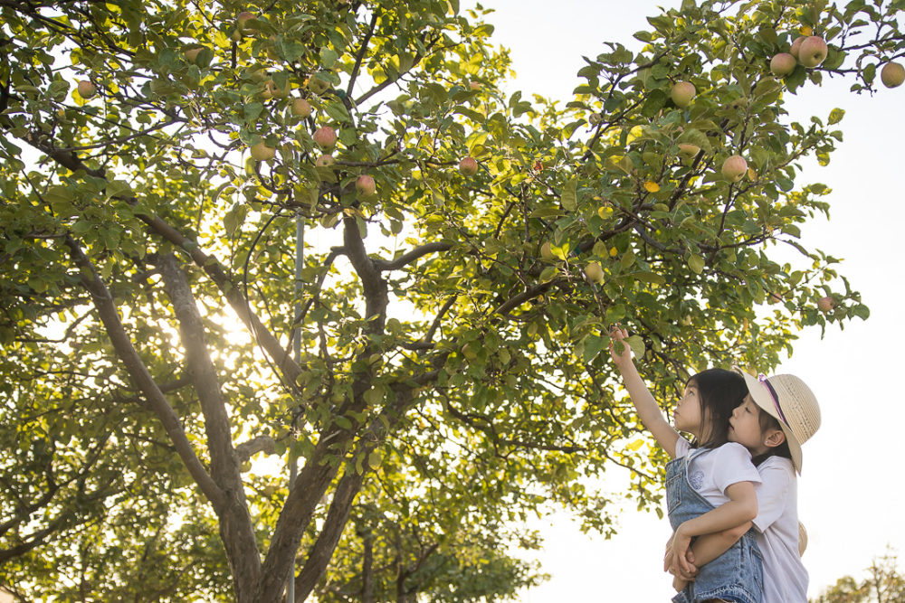 Edmonton Fall family photos in apple orchard - documentary family portrait siblings helping each other out by Paper Bunny Studios