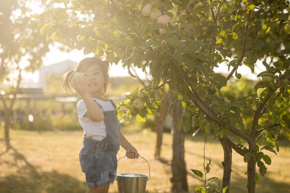 Edmonton Fall family photos in apple orchard - documentary family photo of youngest with apple by Paper Bunny Studios