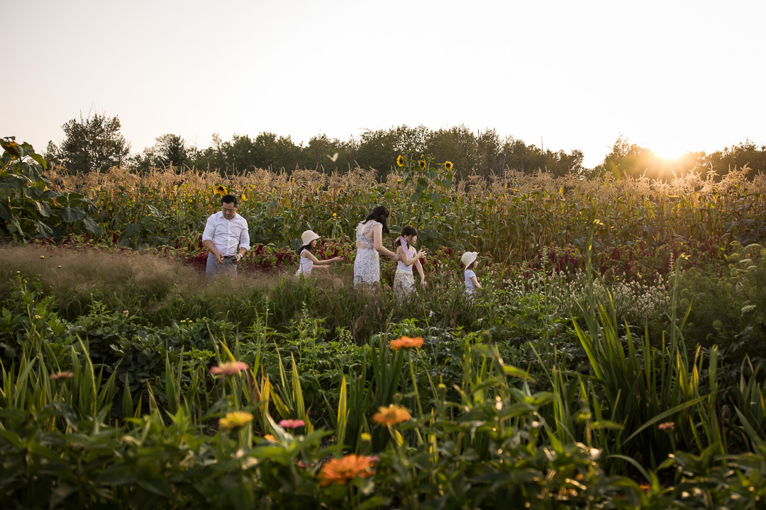 Family walking in flower field by Edmonton documentary family photographer Paper Bunny Studios