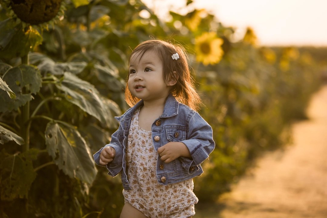 Edmonton family photos of toddler girl exploring sunflower field by fine art family photographer Paper Bunny Studios