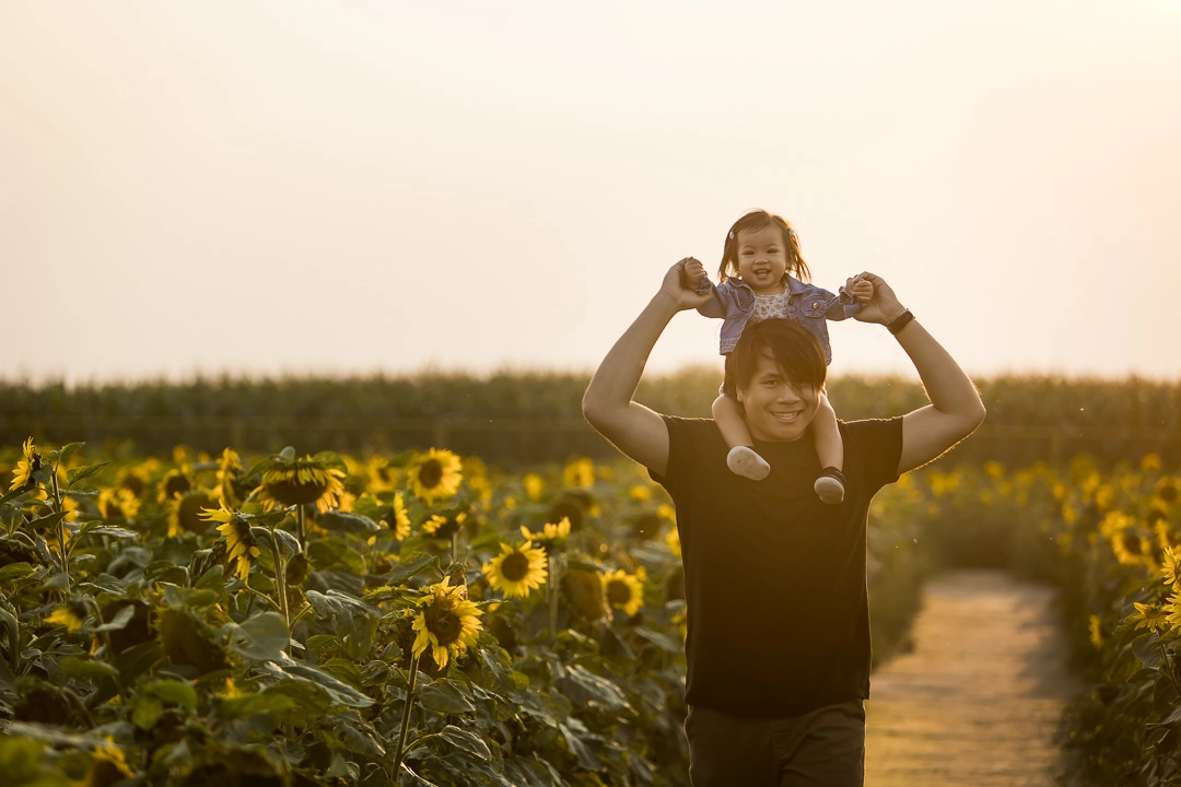 Edmonton family photos in sunflower field of daughter on dad's shoulders facing camera by fine art family photographer Paper Bunny Studios