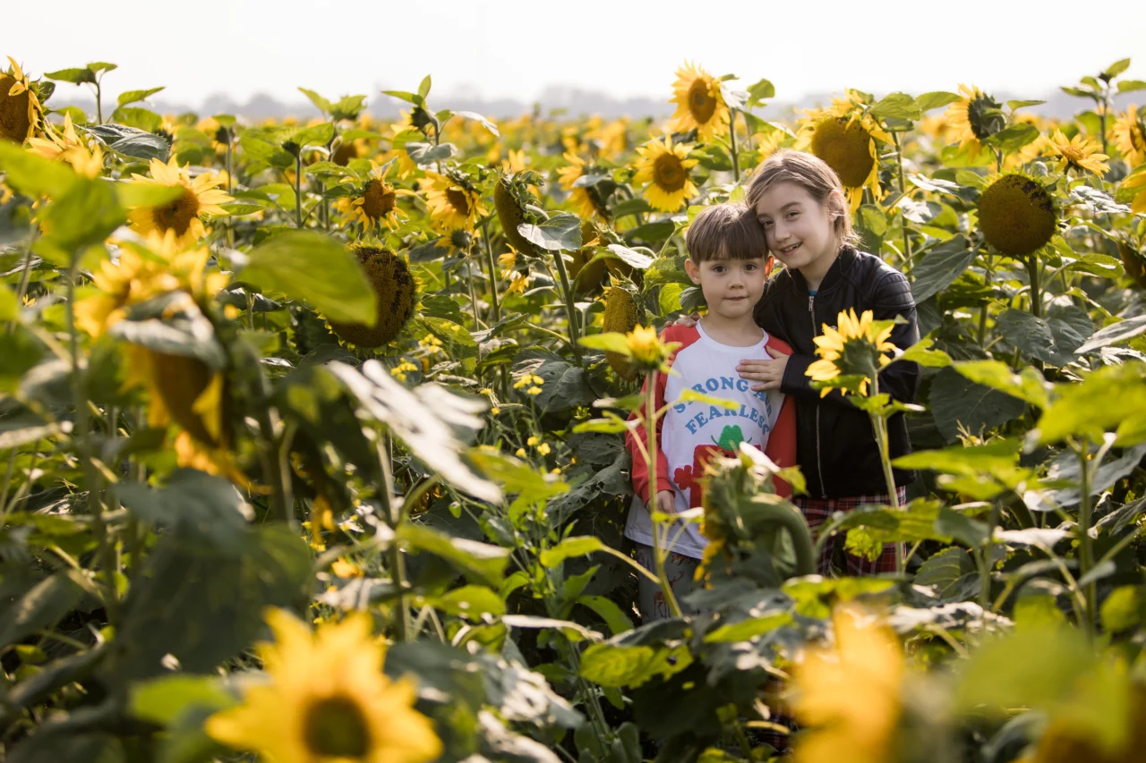 Edmonton family photos in sunflower field of brother & sister by fine art family photographer Paper Bunny Studios