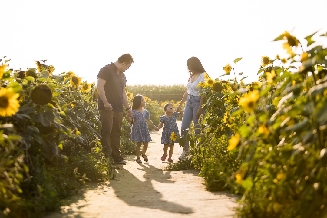 Edmonton family photos in sunflower field with  family walking through sunflowers by fine art family photographer Paper Bunny Studios