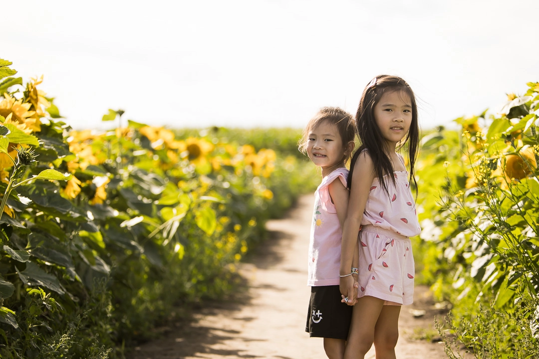 Sisters in sunflower field by Edmonton family photographer Paper Bunny Studios